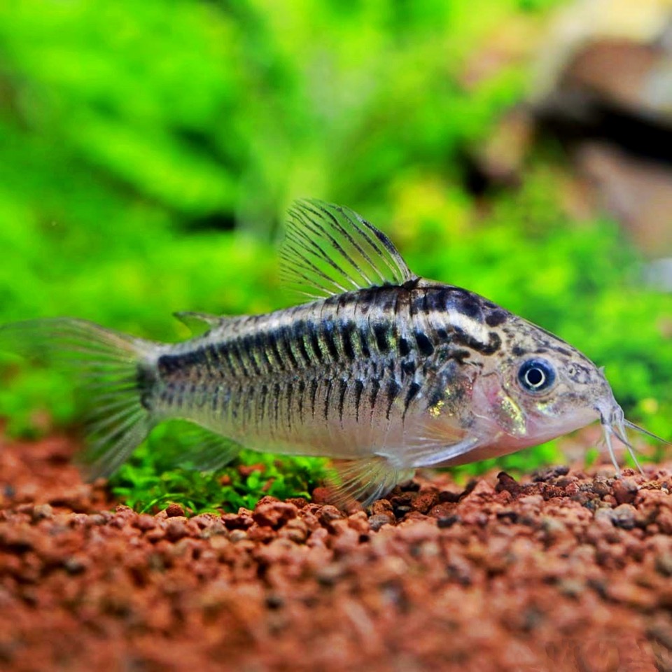 Corydoras elegans   Pantsermeerval M